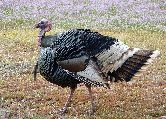 Thanksgiving Turkey