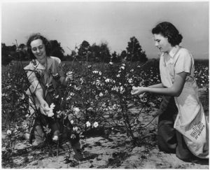 picking cotton