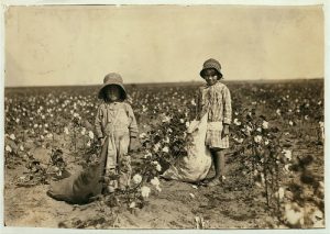 picking cotton
