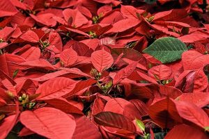 Poinsettias