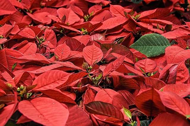 Poinsettias