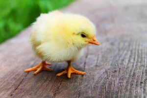 Easter chick