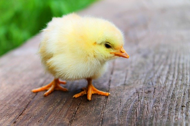 Easter chick