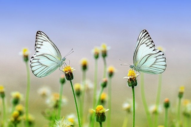 butterflies