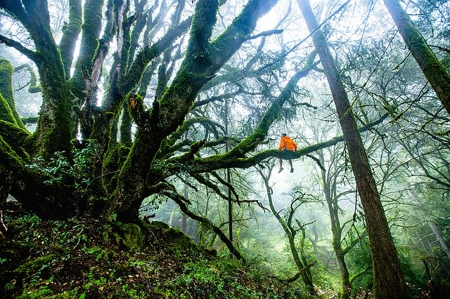 trees