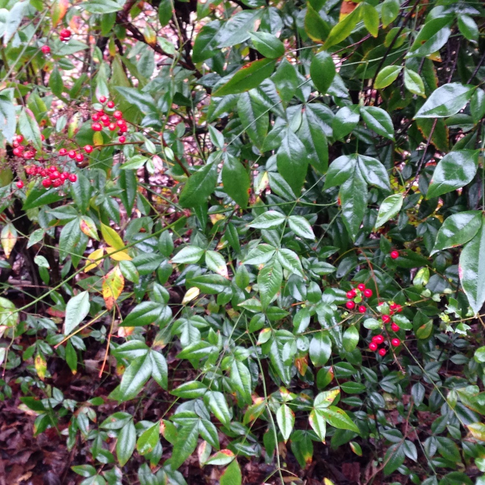 Nandina