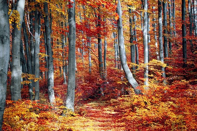 fall trees
