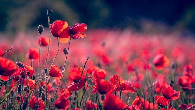 flowers