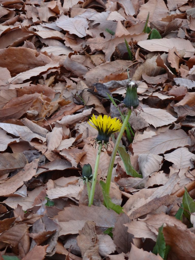 Dandelion Dead Leaves Winter 