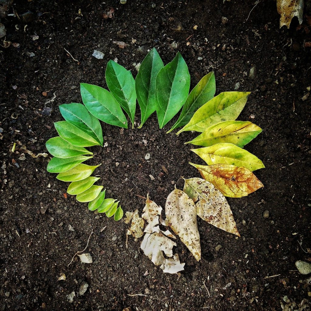Leaf Flora Soil Garden Nature 