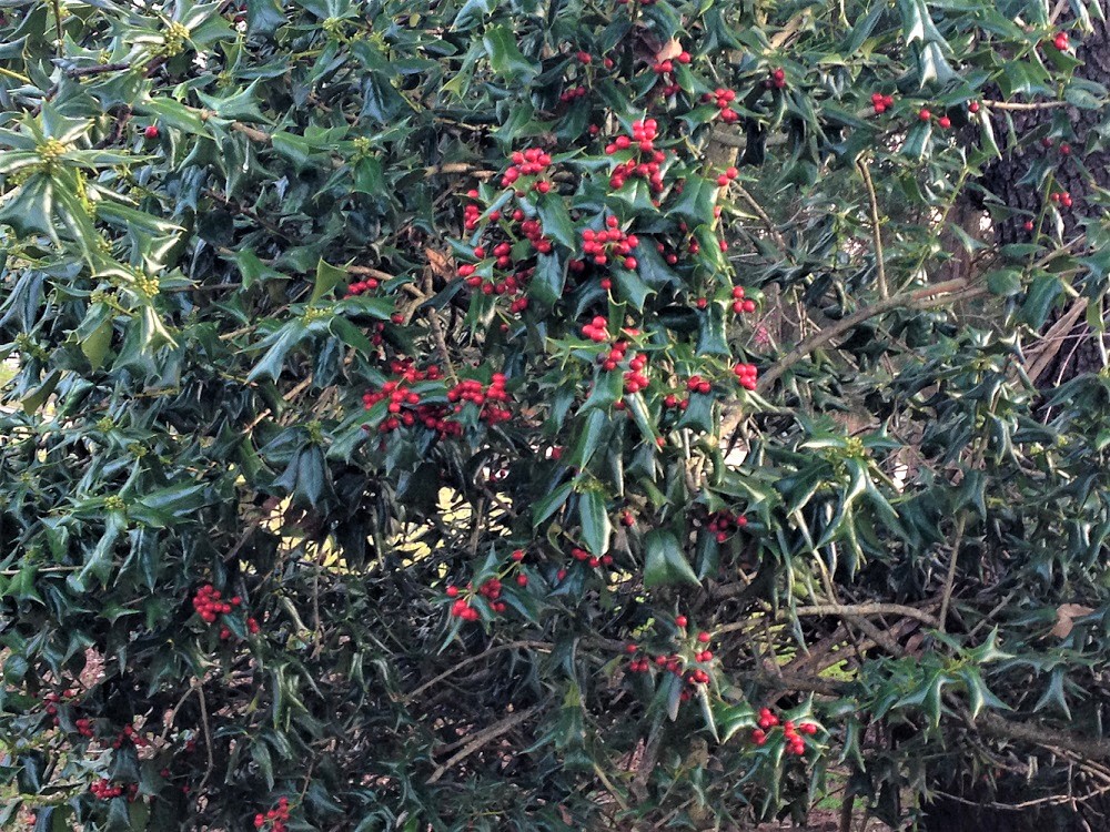 Holly Plant
